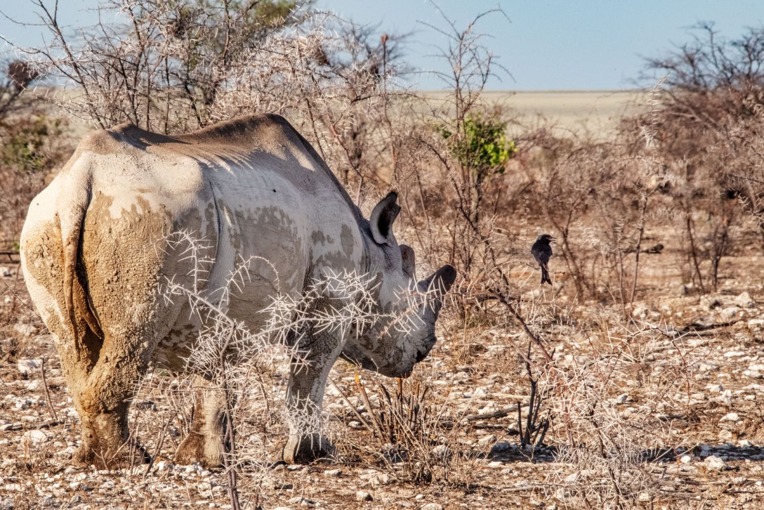 Trauerdrongo sitzt rechts von Nashorn auf einem Busch