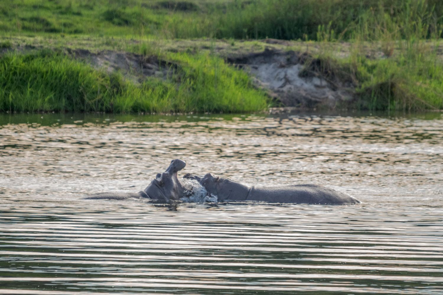 Nilpferde spielen im Wasser