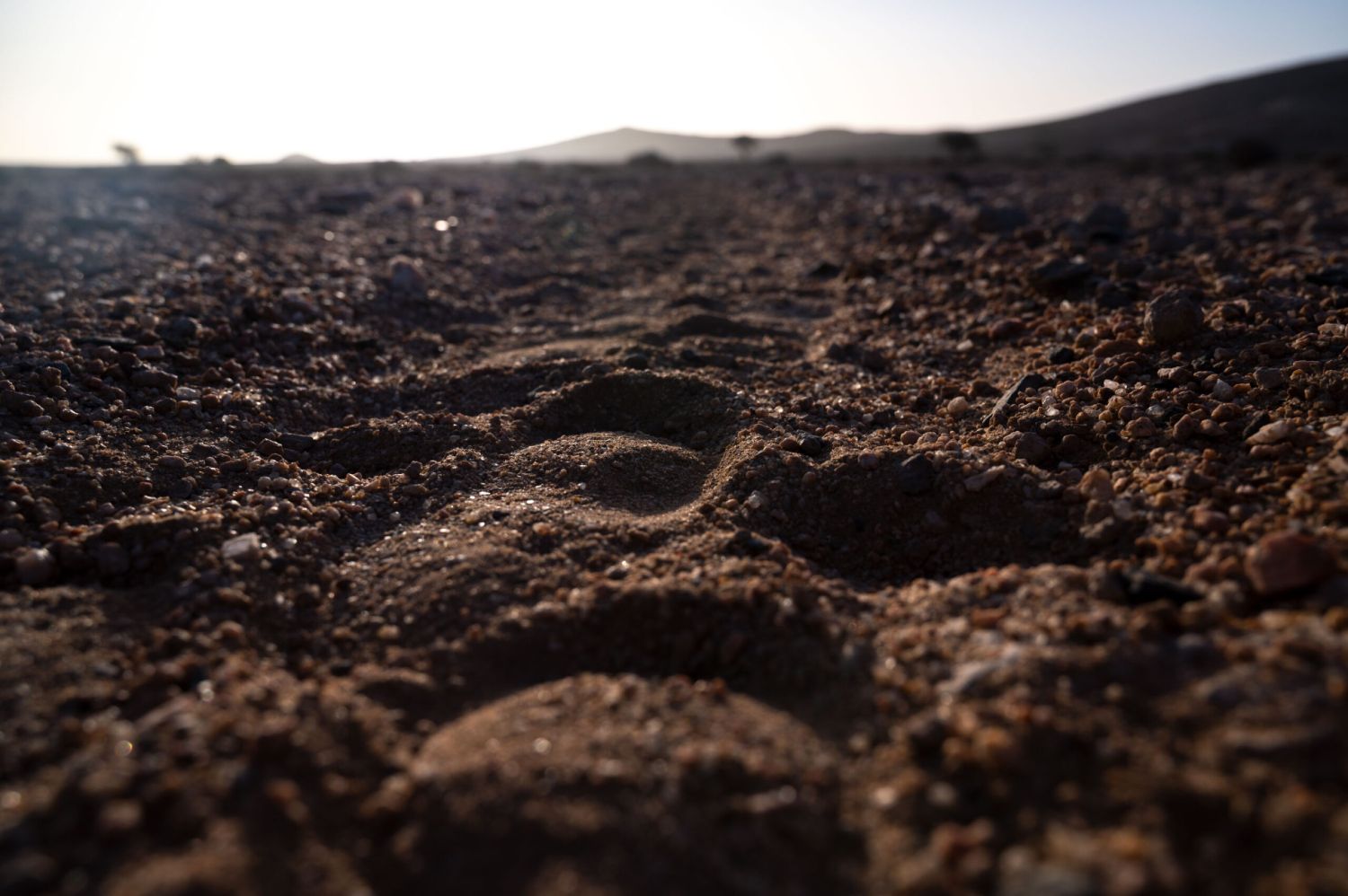 Nahaufnahme von Giraffenfährten im Sand