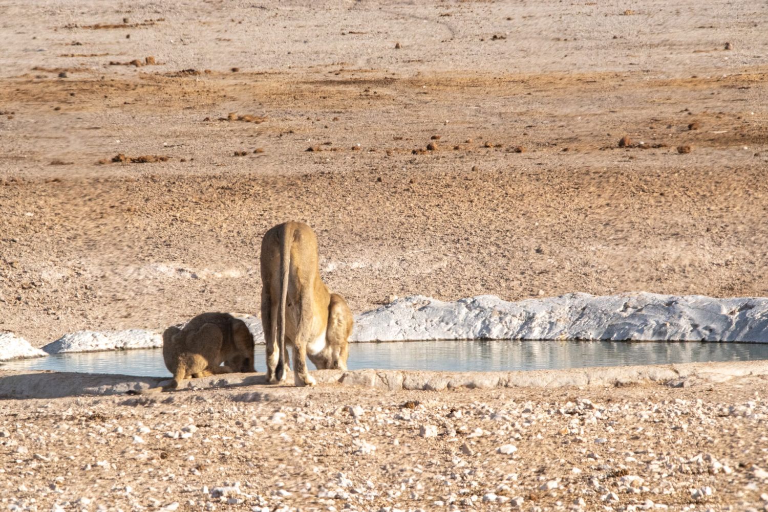 Eine Löwin und ihr Junges stillen ihren Durst an einem Wasserloch