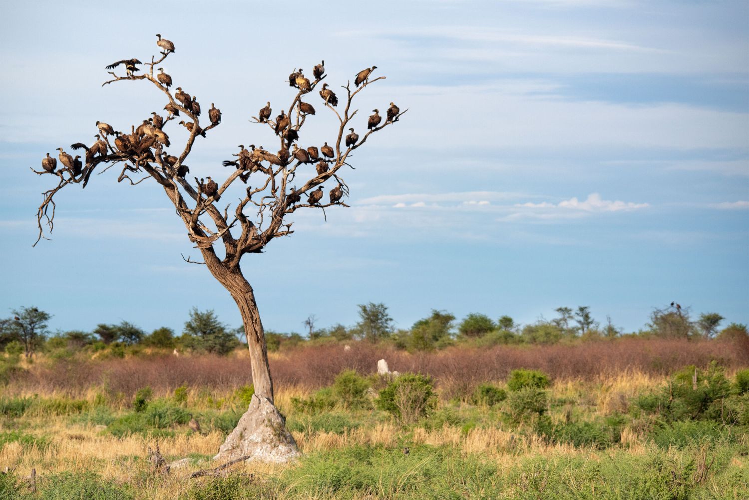 Kappgeier sitzen auf kahlem Baum