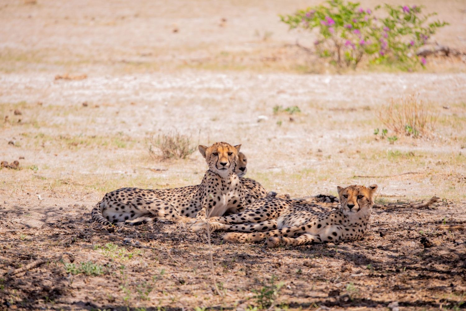 Geparde liegen im Schatten