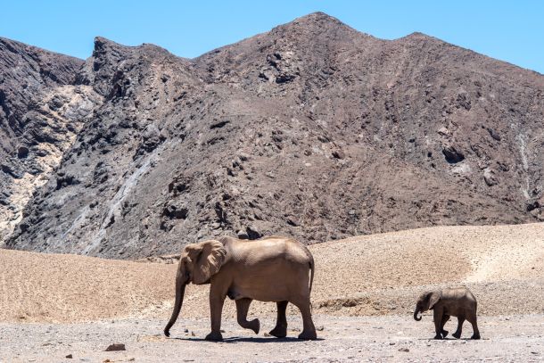 Mutter- und Baby-Elefant gehen durch Wüste