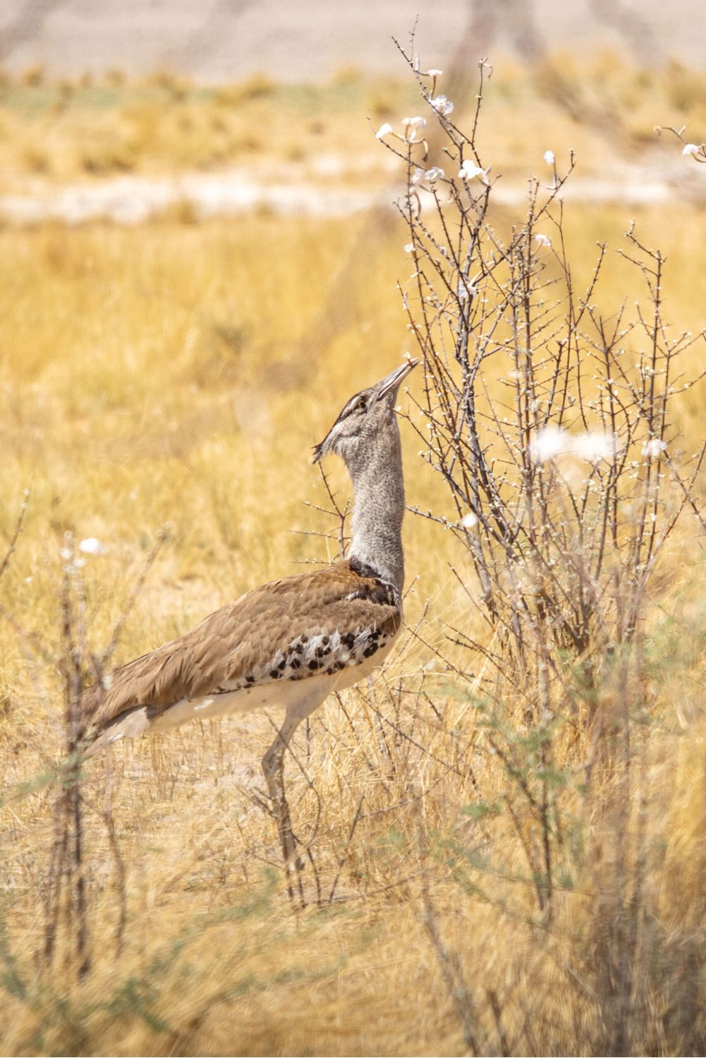 Riesentrappe streckt sich, um Blüte zu fressen