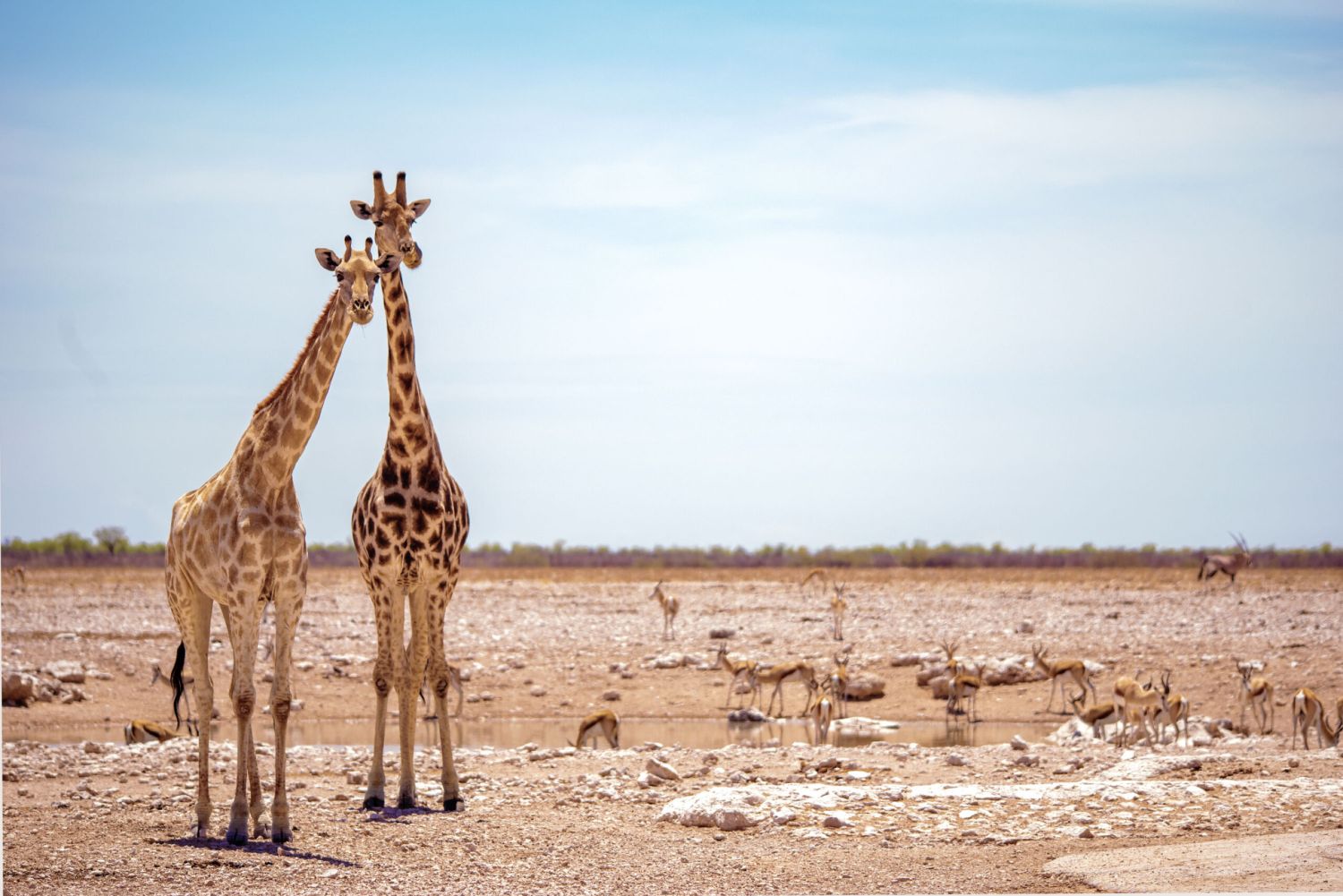Zwei Giraffen stehen nebeneinander und schauen in die Kamera