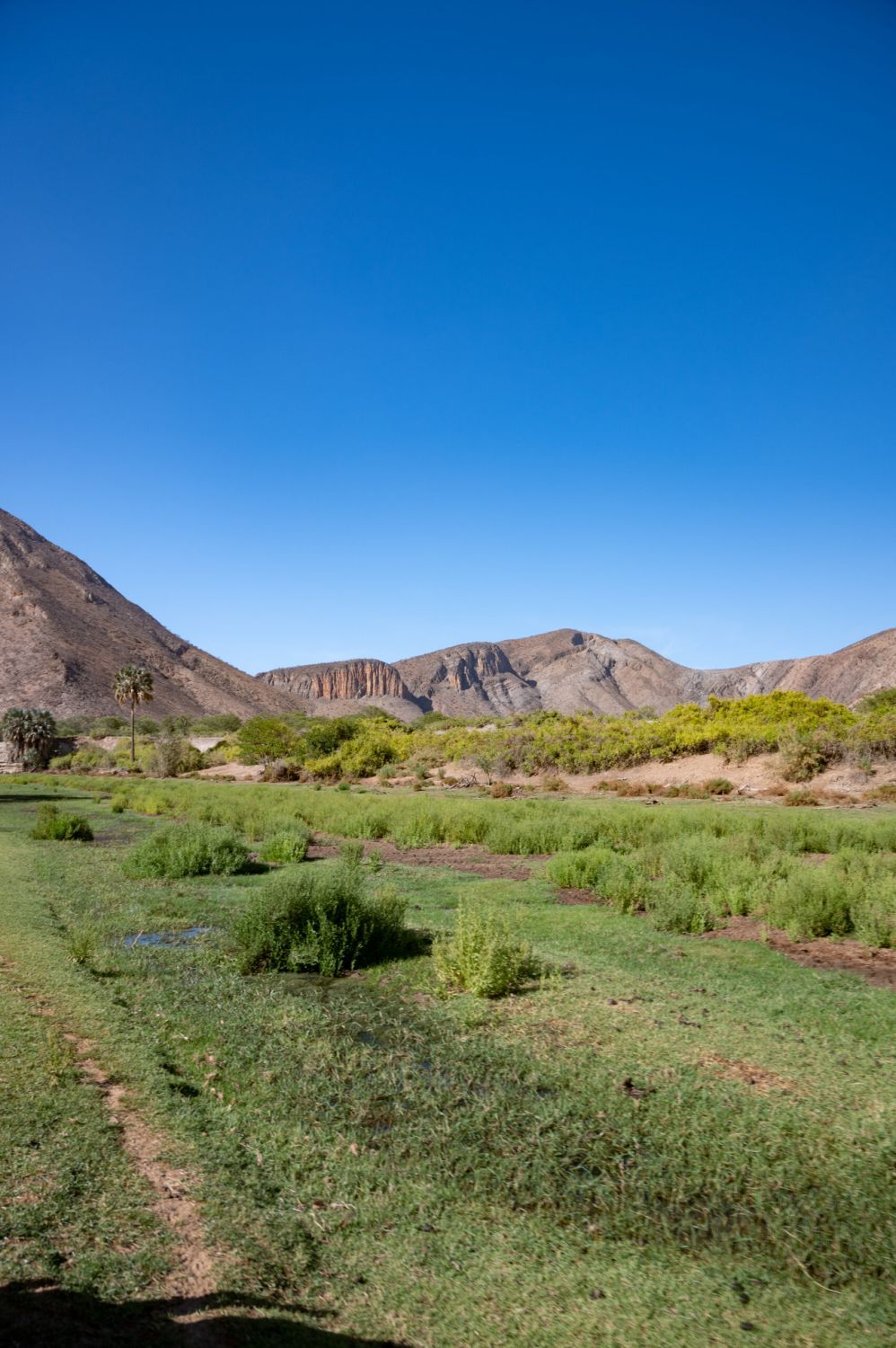 Grüne Landschaft an Flussufer in der Wüste