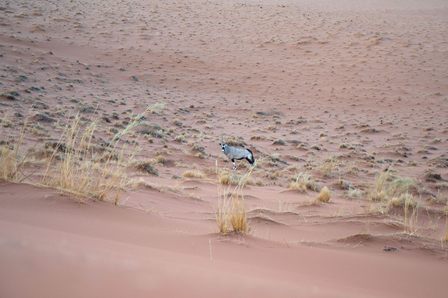 Oryx-Antilope steht am Fuss einer Düne