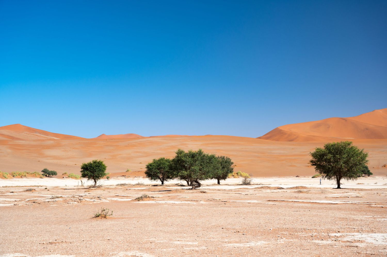 Grüne Kameldornbäume mitten in der Namib-Wüste
