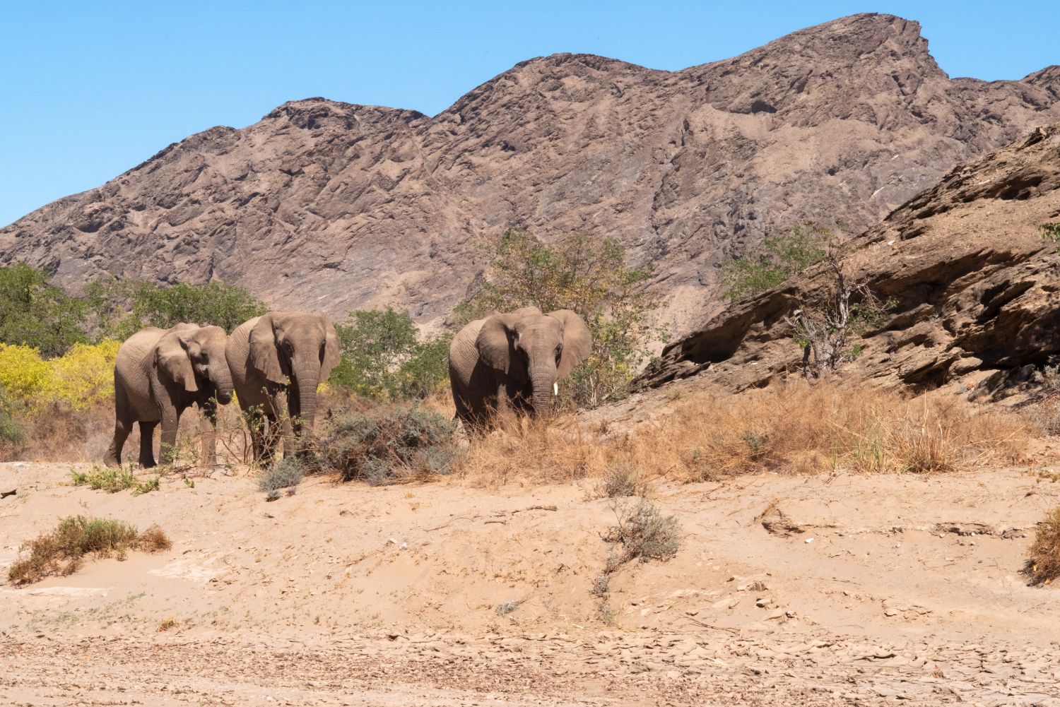 Drei wilde Wüstenelefanten schauen in Richtung Kamera