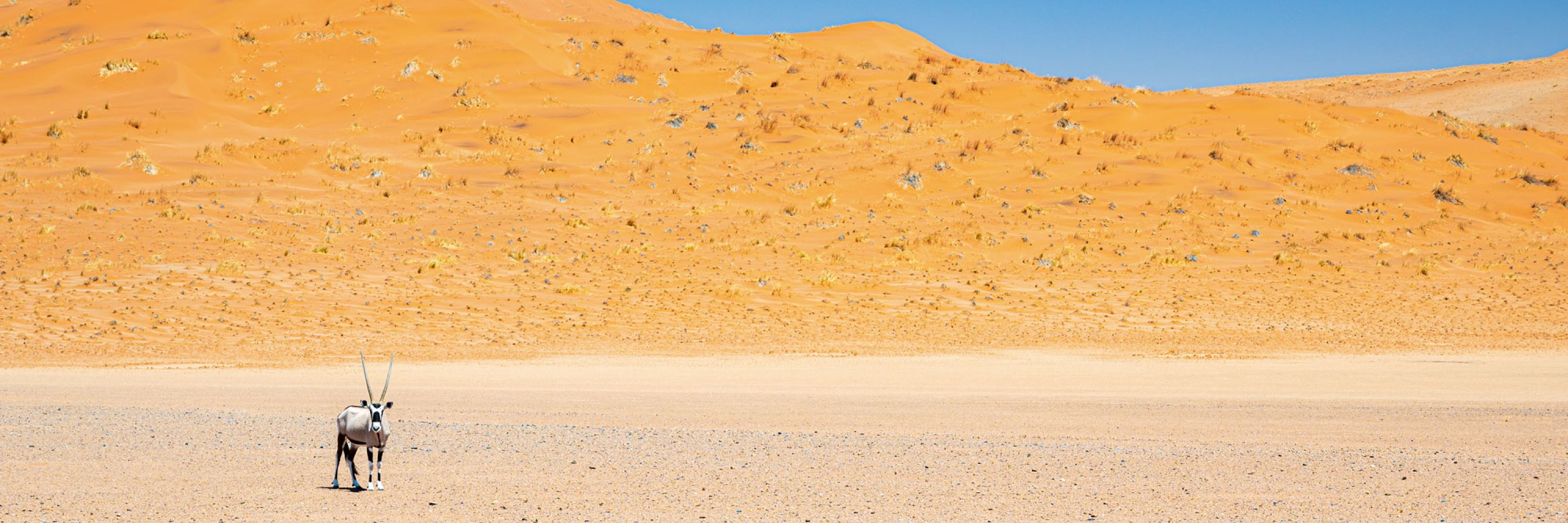 Oryx in der Namib