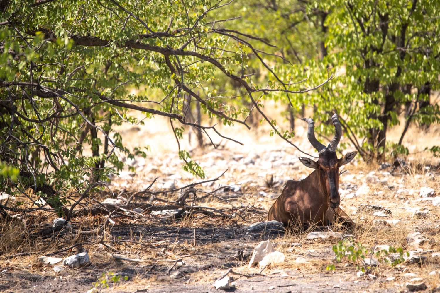 Kuhantilope liegt im Schatten